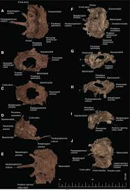 The series is available from netflix, amazon and many other dvd outlets. The Tiny Cretaceous Stem Bird Oculudentavis Revealed As A Bizarre Lizard Biorxiv
