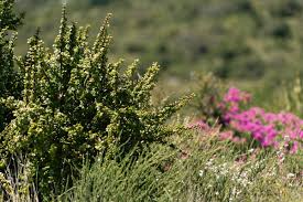 Image result for Afroqueta capensis