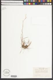 Image result for Andropogon canaliculatus