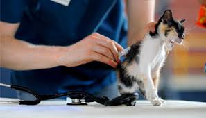 Check spelling or type a new query. Klinik Veterinar Muezza Anniemally