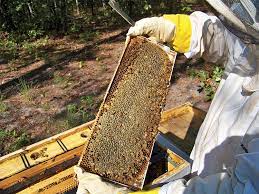 Harvesting Honey Bee Culture
