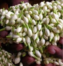 Wearing flowers is prohibited for widows. Jasmine Flower Jasminum Sambac à¤šà¤® à¤² à¤• à¤« à¤² In M Chavadi Thanjavur Pasum Marketing Id 8753498997