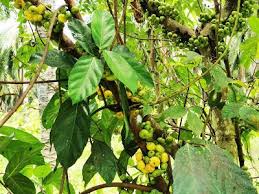 新 马草药自然医学 神奇树治感冒 气管炎 降胆固醇製作教學 一步一步做给你看 diy how to prepare ficus grapes fruit