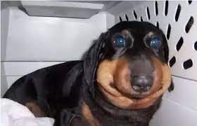 Never use benadryl to solve a dog's swollen. What Happens When A Dog Eats A Wasp Quora