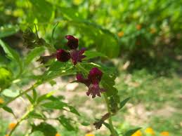 Image result for Lythraceae
