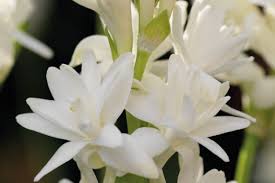 Image result for Polianthes tuberosa