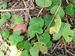 Image result for Centella virgata