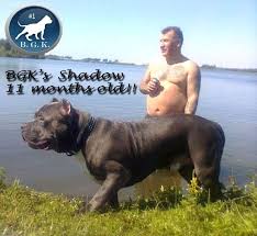 Maybe you would like to learn more about one of these? Large Bully Pitbulls Xxl Pitbull Kennels Pitbull Puppies For Sale Pitbull Puppies For Sale Pitbull Puppies Xxl Pitbull