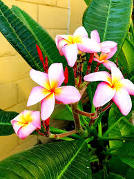 Pink Plumeria Plumeria Tree Plumeria Beautiful Flowers