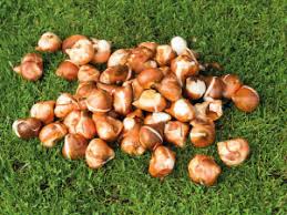 Blumenzwiebeln setzen im herbst für einen bunten frühling. Die 10 Am Haufigsten Gestellten Fragen Uber Blumenzwiebeln