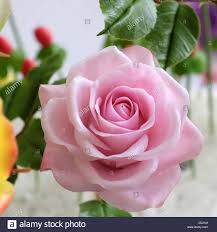 I fiori sono uno degli spettacoli della natura più ricco di bellezza. Meravigliosa Arte Di Argilla Close Up Di Rosa Rosa Fiori Bellissimi Fiori Artificiali Di Artigianato Con Sapiente Foto Stock Alamy