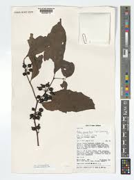 Image result for Aidia micrantha