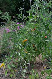 Ziel sind 20 tomatenpflanzen die ganzjährig frische tomaten liefern. Fragestunde Zu Tomaten Garten Fraulein Der Garten Blog