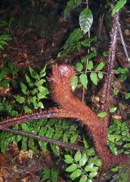 Image result for Pseudo Agrostistachys