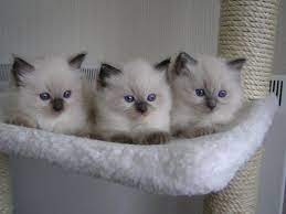 It's vital that ragdoll owners know that the cost of their new kitten is just the beginning. Cute Little Kittens Cat Food Health And Supplies Forum Cute Little Kittens Cute Cats Kittens Cutest