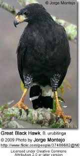Great Black Hawk Buteogallus Urubitinga Black Hawk Hawk Nature Birds