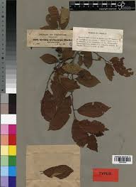 Image result for Grewia pubescens