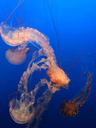 Jellyfish Monterey Bay Aquarium Animals Fish Pet
