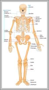 Browse 490 female body diagram stock photos and images available or start a new search to explore more stock photos and images. Female Body Diagram Graph Diagram
