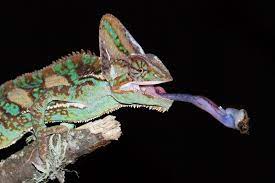 Maybe you would like to learn more about one of these? What Do Chameleons Eat Lovetoknow