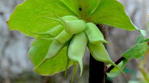 Viele christrosen sorten sind weiß, daher kann man es nicht genau sagen. Christrose Helleborus Niger Im Pflanzenlexikon Gartennatur Com
