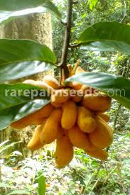 Image result for Uvaria tanzaniae