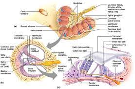 In this case, the ear hairs in question are actually tiny, sensory hair cells in our cochlea. Apoptosis In Inner Ear Sensory Hair Cells Sciencedirect