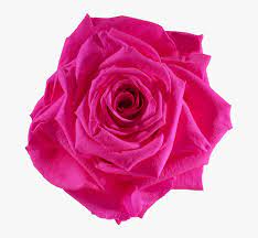 We did not find results for: Preserved Rose Red Hot Pink Hot Pink Roses Png Transparent Png Kindpng
