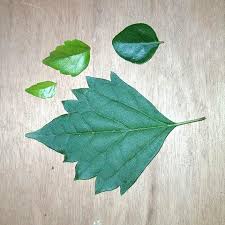 Image result for Premna mooiensis