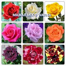 Gambar bunga mawar semua warna. Jual Paket Tanaman Bunga Mawar Mix 9 Macam Warna Di Lapak Intan Nursery Bukalapak