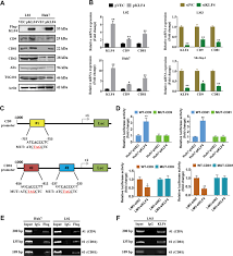 Complete information for cd9 gene (protein coding), cd9 molecule, including: Klf4 Mediated Upregulation Of Cd9 And Cd81 Suppresses Hepatocellular Carcinoma Development Via Jnk Signaling Cell Death Disease