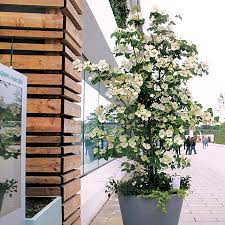 Venus Dogwood Cornus Kousa X C Nutallii Venus At Wayside Gardens Trees To Plant Dogwood Trees Front Landscaping