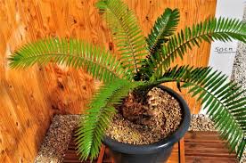 Image result for Encephalartos senticosus
