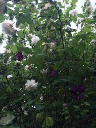 Maybe you would like to learn more about one of these? Sarah Purcell On Twitter Mme Alfred Carriere Clematis Etoile Violette Garden