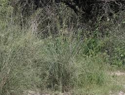 Image result for Sporobolus welwitschii