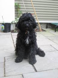 Goldendoodle Wavy Coat Grooming A Curly Fleece Coat Scissors Or Clippers Labradoodle Curly Dogs Black Labradoodle Goldendoodle