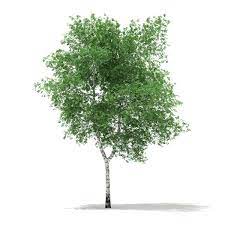 Silver Birch Betula Pendula 13 1m Betula Pendula Silver Birch Planting Shrubs