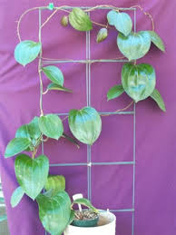 Image result for Polystachya pamelae