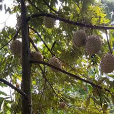 Combat durian is a reputable durian dealer in singapore, where you'll find amazing musang king durians. Bibit Durian Super Banyumas Kemranjen Alasmalang Unggul Sehat Murah