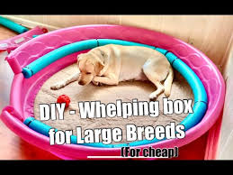 Manufactured whelping boxes are widely available for purchase at pet supply stores and mass merchandise retailers that have large pet care. Diy Whelping Box A Complete Building Guide With Videos Pawleaks