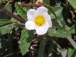 Image result for Sida rhombifolia