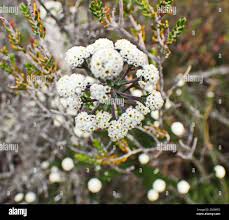 Image result for Phylica emirnensis