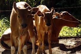 Berminat untuk dapatkan lembu ini? 90 Persen Anak Sapi Mati Karena Penyakit Ini Republika Online