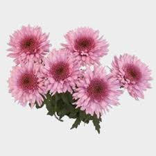Check spelling or type a new query. Chrysanthemums Bulk Flowers Blooms By The Box