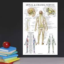 Spinal Nerves Anatomical Chart Spine And Cranial Nervous