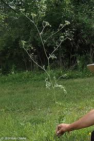 Image result for Galiniera saxifraga