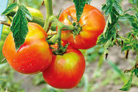 3 Fungicide For Tomatoes And Late Blight 2021 Tomato Blight Control