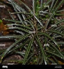 Image result for Plerandra