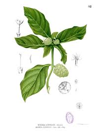 Image result for Morinda lucida