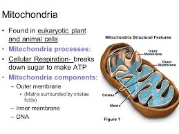 Found in plant cell mitochondria. Written Final Exam Review Mitochondria Found In Eukaryotic Plant And Animal Cells Mitochondria Processes Cellular Respiration Breaks Down Sugar To Ppt Download